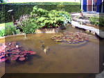 Le jardin aquatique de rve du Condroz - Printemps 2003  25 