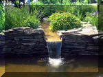 Le jardin aquatique de rve du Condroz - Printemps 2003  26 