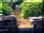 Le jardin aquatique de rve du Condroz - Printemps 2003  28 