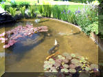 Le jardin aquatique de rve du Condroz - Printemps 2003  27 