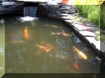 Le jardin aquatique de rve du Condroz - Printemps 2003  29 