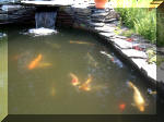 Le jardin aquatique de rve du Condroz - Printemps 2003  30 