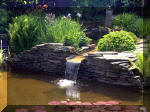 Le jardin aquatique de rve du Condroz - Printemps 2003  33 