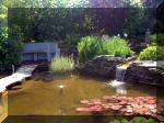 Le jardin aquatique de rve du Condroz - Printemps 2003  36 