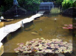 Le jardin aquatique de rve du Condroz - Printemps 2003  37 