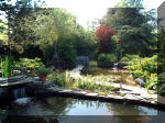 Le jardin aquatique de rve du Condroz - Printemps 2003 2  45 