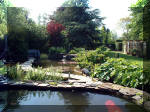 Le jardin aquatique de rve du Condroz - Printemps 2003 2  39 