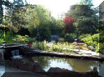 Le jardin aquatique de rve du Condroz - Printemps 2003 2  38 