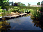 Le jardin aquatique de rve du Condroz - Printemps 2003 2  41 
