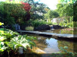 Le jardin aquatique de rve du Condroz - Printemps 2003 2  31 