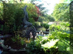 Le jardin aquatique de rve du Condroz - Printemps 2003 2  30 