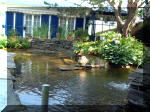 Le jardin aquatique de rve du Condroz - Printemps 2003 2  23 