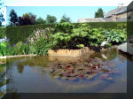 Le jardin aquatique de rve du Condroz - Printemps 2003 2  16 
