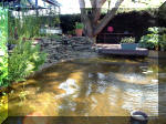 Le jardin aquatique de rve du Condroz - Printemps 2003 2  15 