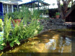 Le jardin aquatique de rve du Condroz - Printemps 2003 2  14 