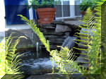 Le jardin aquatique de rve du Condroz - Printemps 2003 2  13 