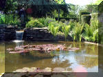 Le jardin aquatique de rve du Condroz - Printemps 2003 2  11 