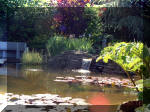 Le jardin aquatique de rve du Condroz - Printemps 2003 2  10 