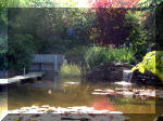 Le jardin aquatique de rve du Condroz - Printemps 2003 2  7 