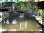 Le jardin aquatique de rve du Condroz - Printemps 2003 2  8 