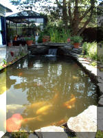 Le jardin aquatique de rve du Condroz - Printemps 2003 2  9 