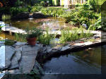 Le jardin aquatique de rve du Condroz - Printemps 2003 2  42 