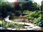 Le jardin aquatique de rve du Condroz - Printemps 2003 2  43 