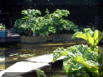 Le jardin aquatique de rve du Condroz - Printemps 2003 3  4 