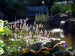 Le jardin aquatique de rve du Condroz - Printemps 2003 3  8 
