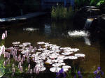 Le jardin aquatique de rve du Condroz - Printemps 2003 3  7 