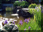 Le jardin aquatique de rve du Condroz - Printemps 2003 3  12 