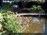 Le jardin aquatique de rve du Condroz - Printemps 2003 3  15 