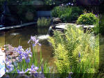 Le jardin aquatique de rve du Condroz - Printemps 2003 3  17 