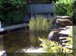 Le jardin aquatique de rve du Condroz - Printemps 2003 3  20 