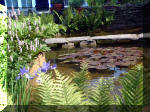 Le jardin aquatique de rve du Condroz - Printemps 2003 3  18 