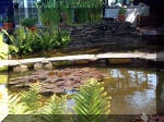 Le jardin aquatique de rve du Condroz - Printemps 2003 3  19 
