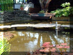 Le jardin aquatique de rve du Condroz - Printemps 2003 3  21 