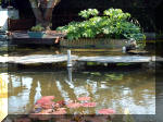 Le jardin aquatique de rve du Condroz - Printemps 2003 3  22 