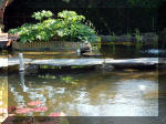 Le jardin aquatique de rve du Condroz - Printemps 2003 3  30 