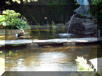 Le jardin aquatique de rve du Condroz - Printemps 2003 3  26 