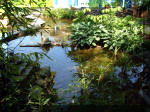 Le jardin aquatique de rve du Condroz - Printemps 2003 3  43 