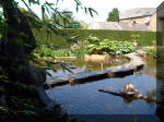Le jardin aquatique de rve du Condroz - Printemps 2003 3  44 