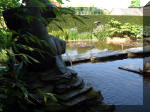 Le jardin aquatique de rve du Condroz - Printemps 2003 4  2 