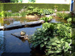 Le jardin aquatique de rve du Condroz - Printemps 2003 4  29 