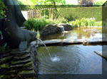 Le jardin aquatique de rve du Condroz - Printemps 2003 4  44 