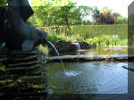 Le jardin aquatique de rve du Condroz - Printemps 2003 4  16 