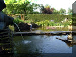 Le jardin aquatique de rve du Condroz - Printemps 2003 4  9 