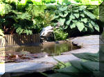 Le jardin aquatique de rve du Condroz - Printemps 2003 4  5 