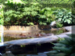 Le jardin aquatique de rve du Condroz - Printemps 2003 4  6 