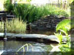 Le jardin aquatique de rve du Condroz - Printemps 2003 4  11 